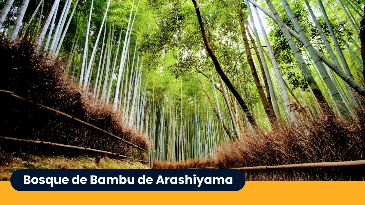 Bosque de Bambu de Arashiyama